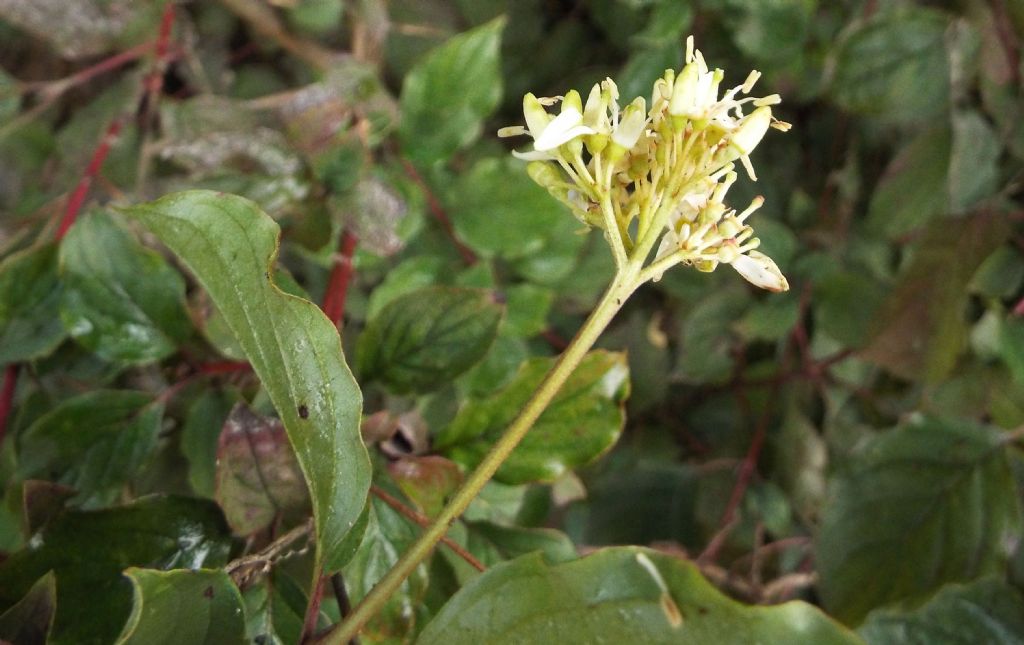 Cornus sanguinea